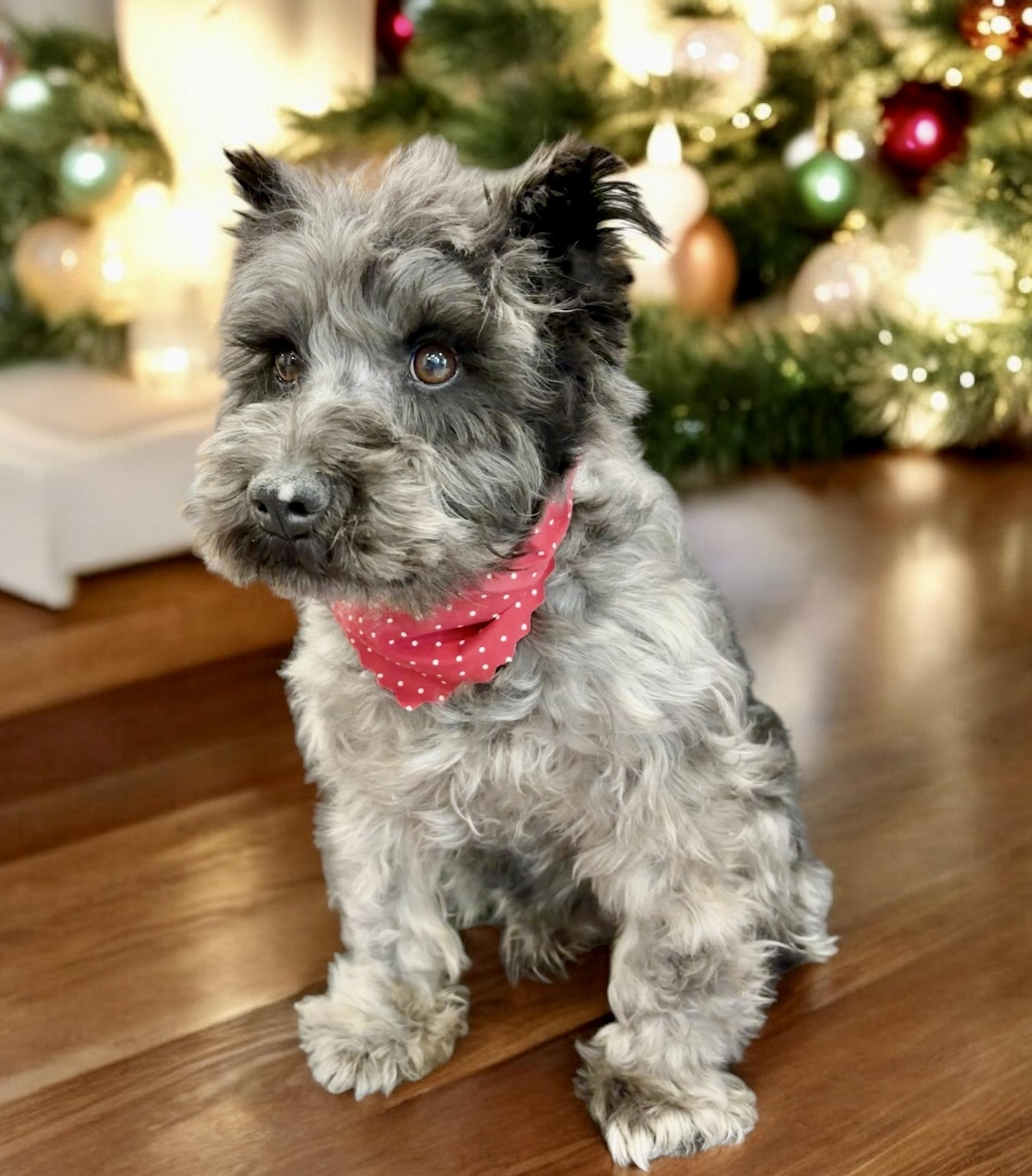 Dog for adoption - Sammy, a Miniature Schnauzer in Perry, IA | Petfinder