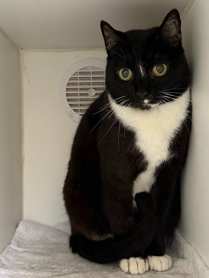 Enlarge Idabelle, a Adoptable mixed breed in Sapulpa, OK image 1/1