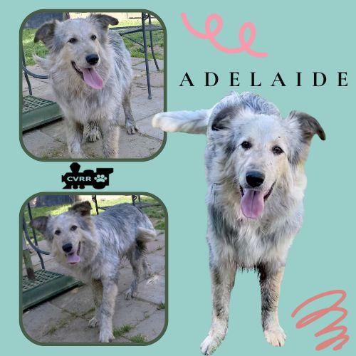 Enlarge Adelaide, a Adoptable mixed breed in LINDSAY, CA image 1/1
