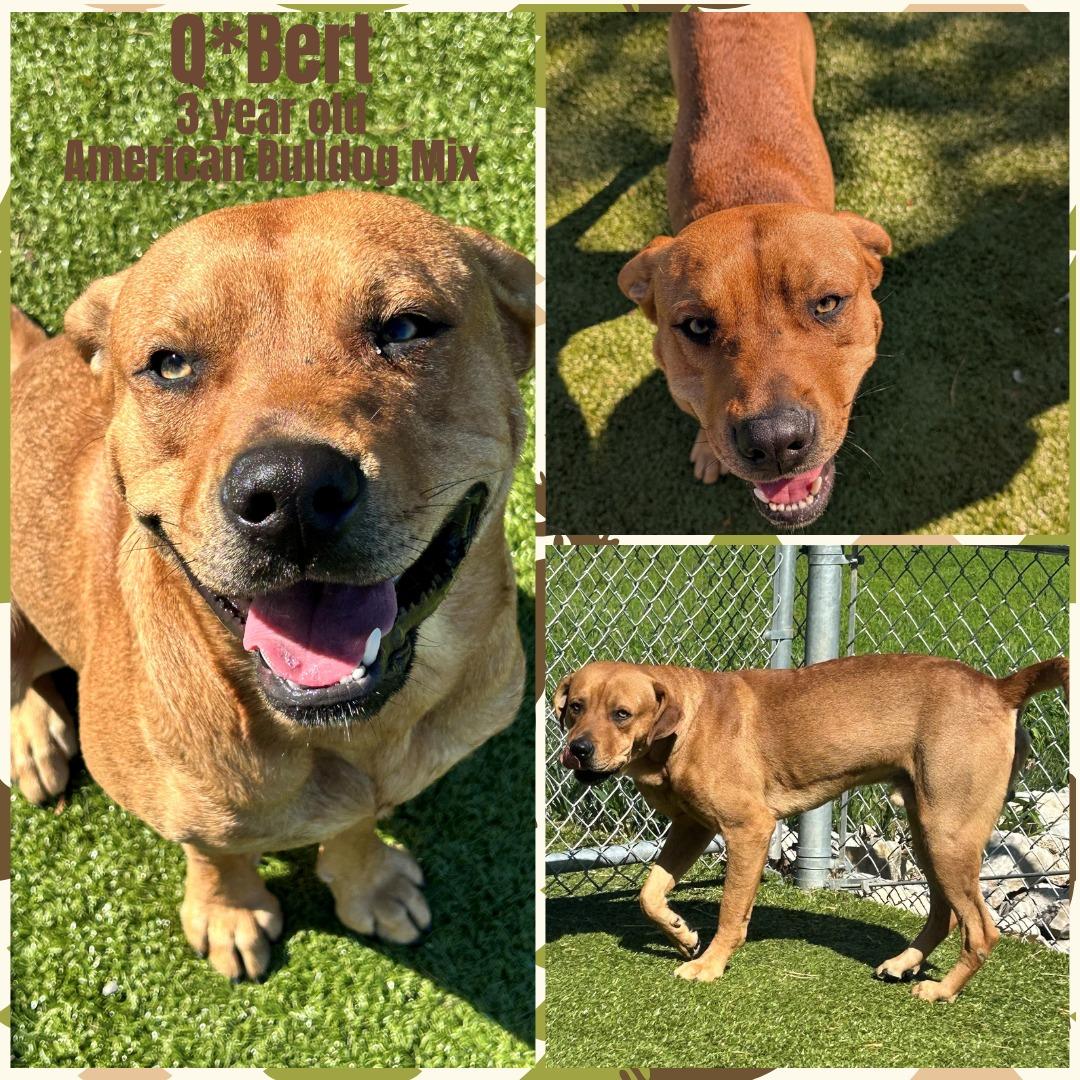 Enlarge Q*Bert, a Adoptable American Bulldog in Franklin, IN image 1/1