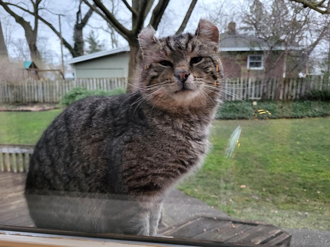 CRULLER, a Adoptable Domestic Short Hair in Grand Rapids, MI image 2/5