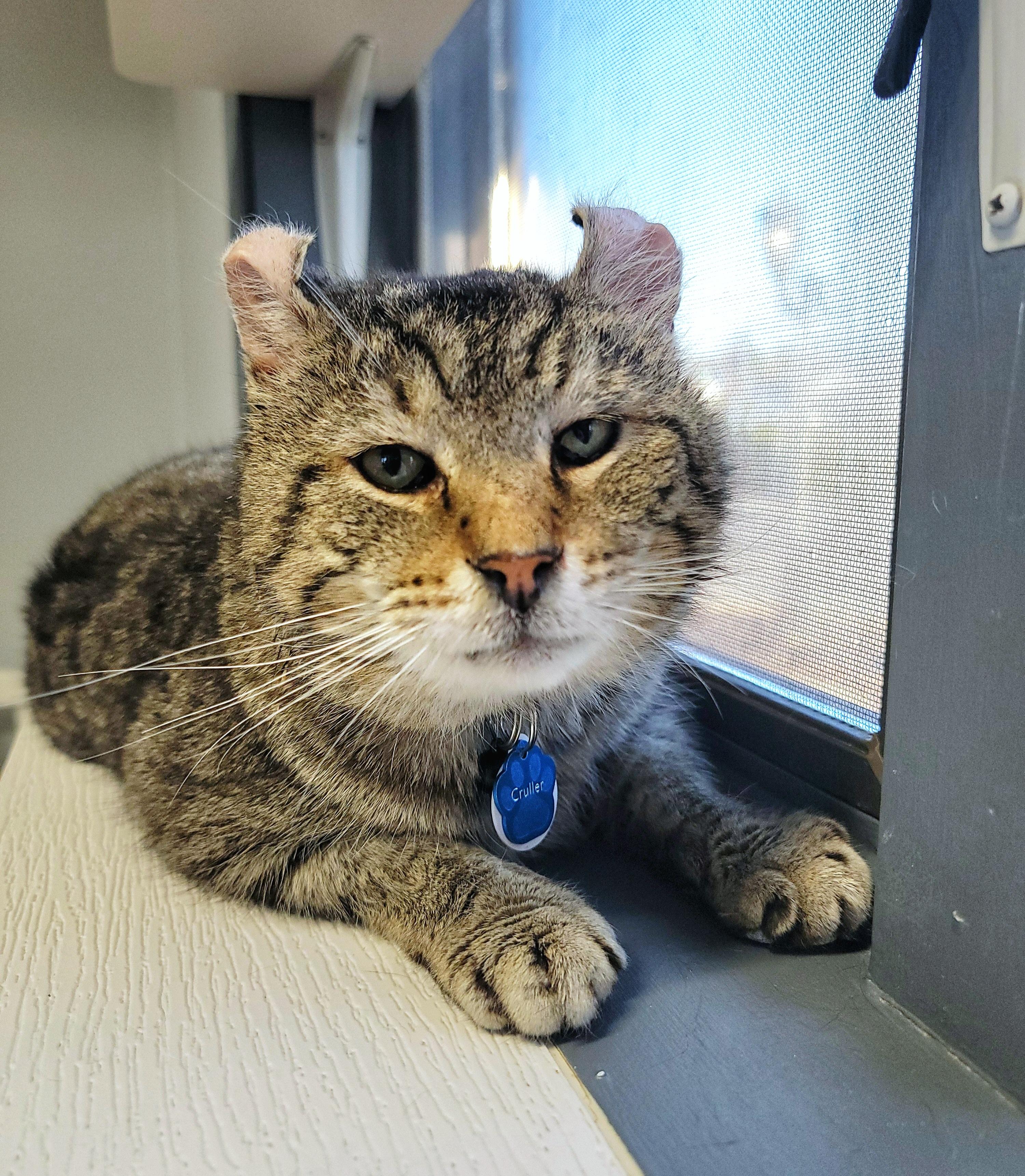 CRULLER, a Adoptable Domestic Short Hair in Grand Rapids, MI image 3/5
