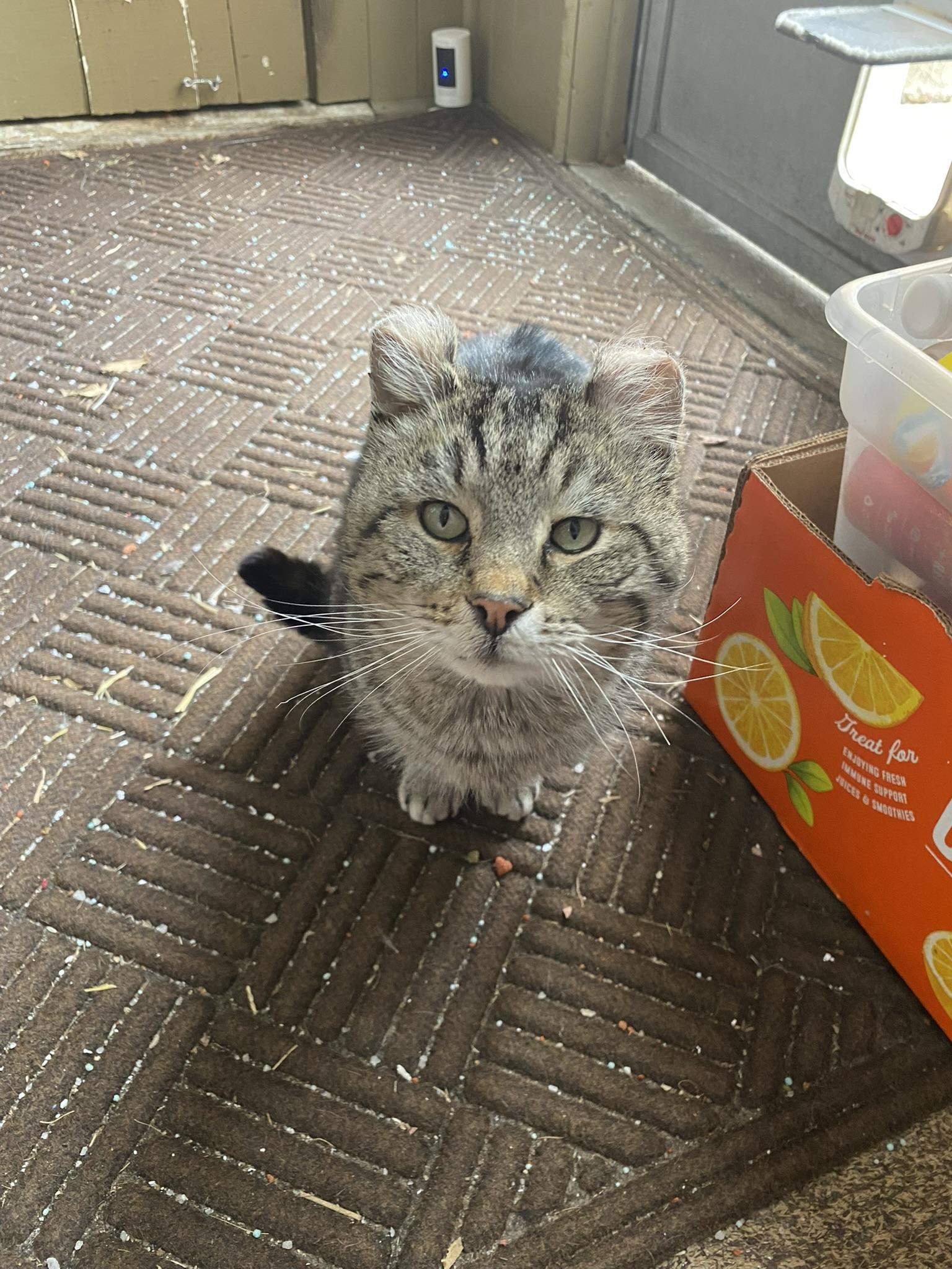 CRULLER, a Adoptable Domestic Short Hair in Grand Rapids, MI image 4/5