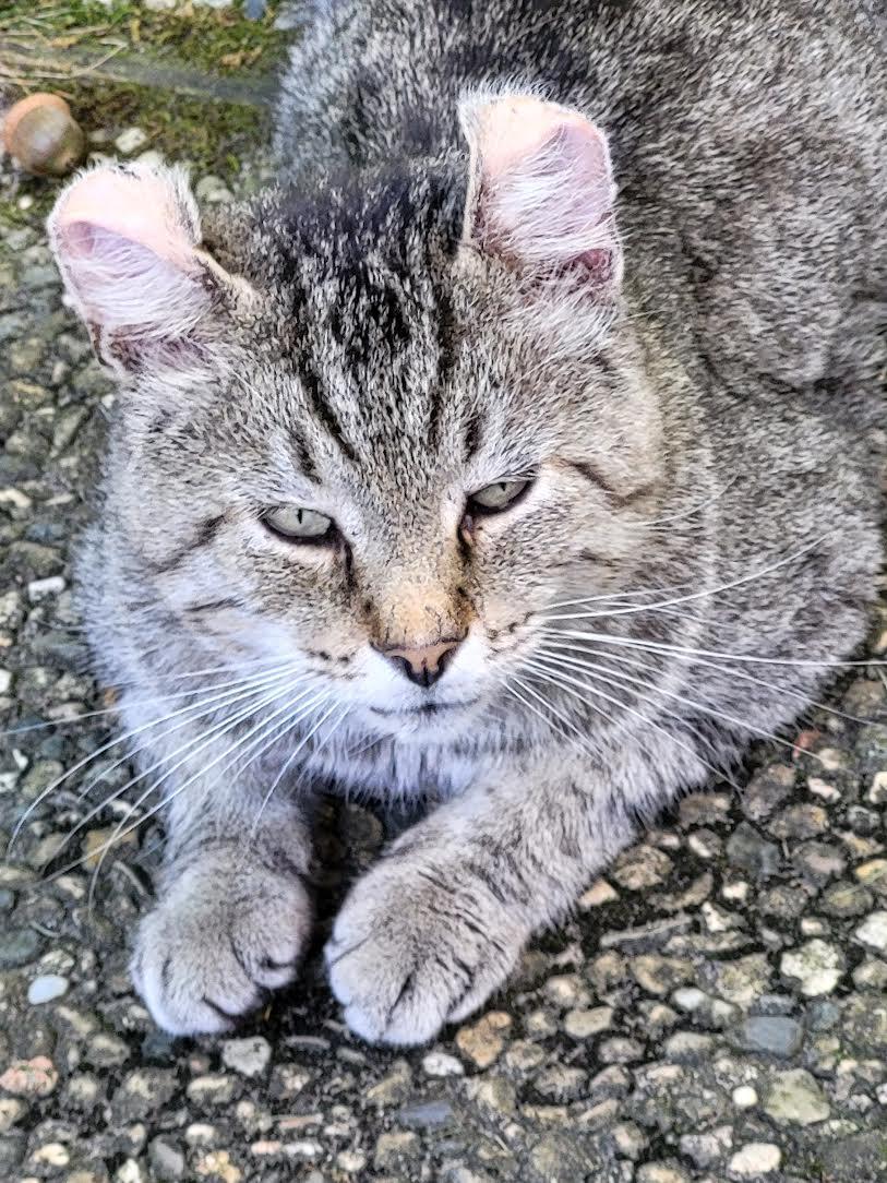 CRULLER, a Adoptable Domestic Short Hair in Grand Rapids, MI image 5/5