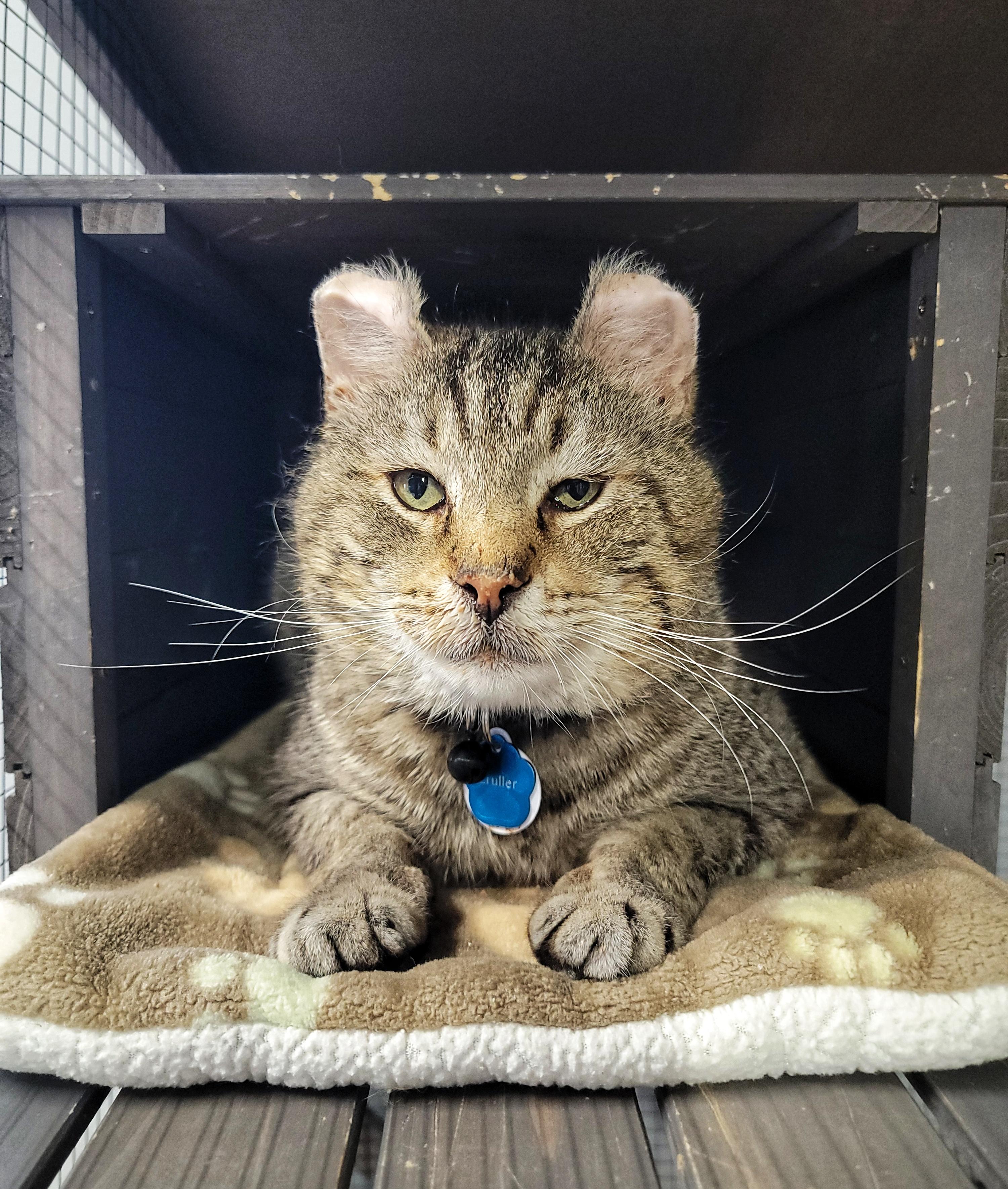 CRULLER, a Adoptable Domestic Short Hair in Grand Rapids, MI image 1/5