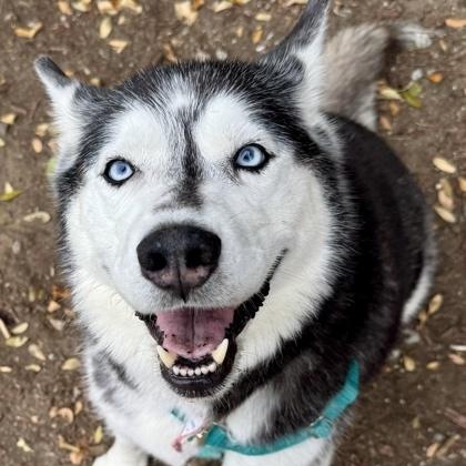 Kimber, an adopted Siberian Husky in Santa Cruz, CA image 1/4