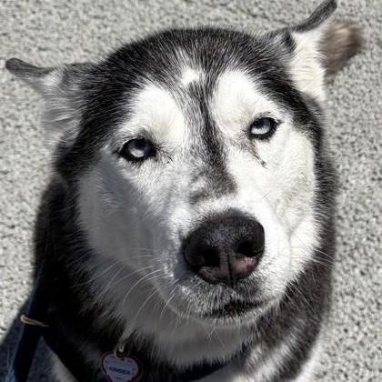 Kimber, an adopted Siberian Husky in Santa Cruz, CA image 2/4
