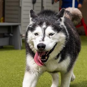 Kimber, an adopted Siberian Husky in Santa Cruz, CA image 4/4
