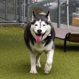 Kimber, an adopted Siberian Husky in Santa Cruz, CA image 3/4