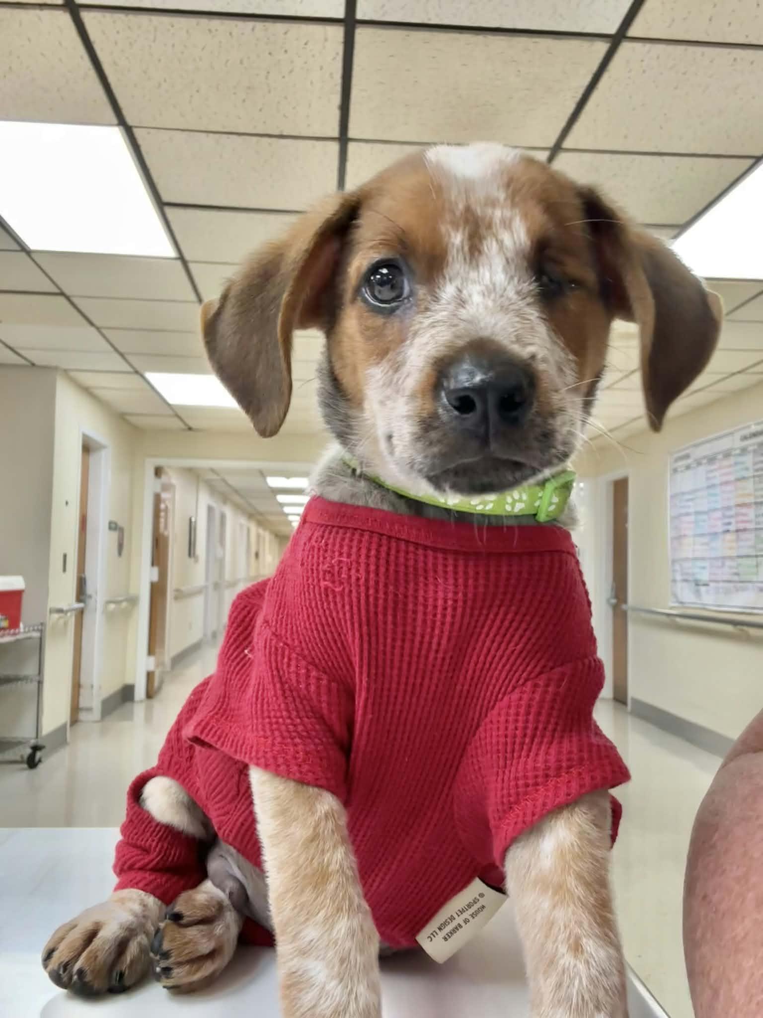 Fletcher, adopted, Puppy Male Australian Cattle Dog / Blue Heeler.