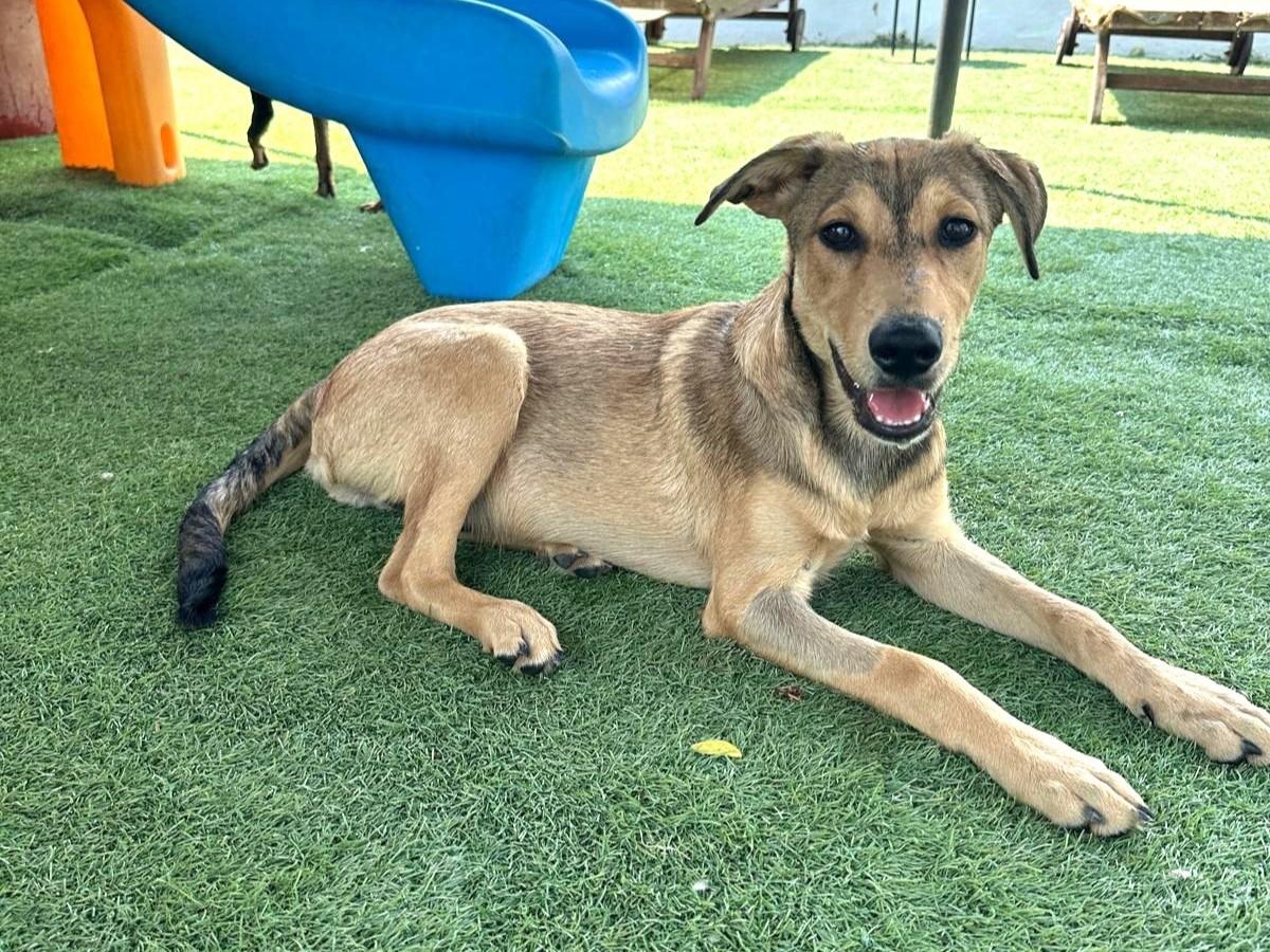 Enlarge Yogi, a Adoptable mixed breed in San Diego, CA image 4/6