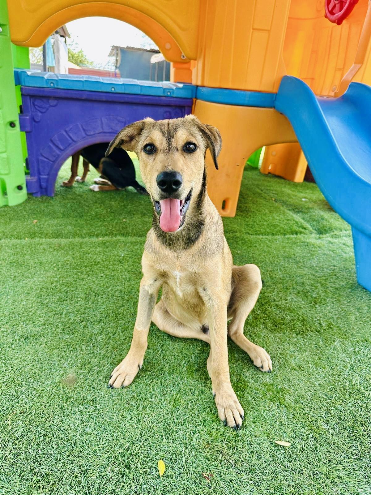 Yogi, Adoptable, Puppy Male Labrador Retriever & Shepherd.