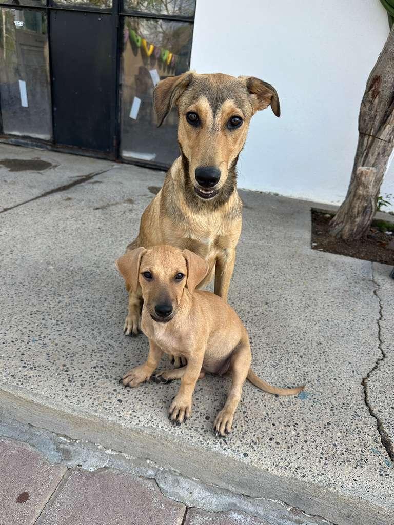 Enlarge Yogi, a Adoptable mixed breed in San Diego, CA image 3/6