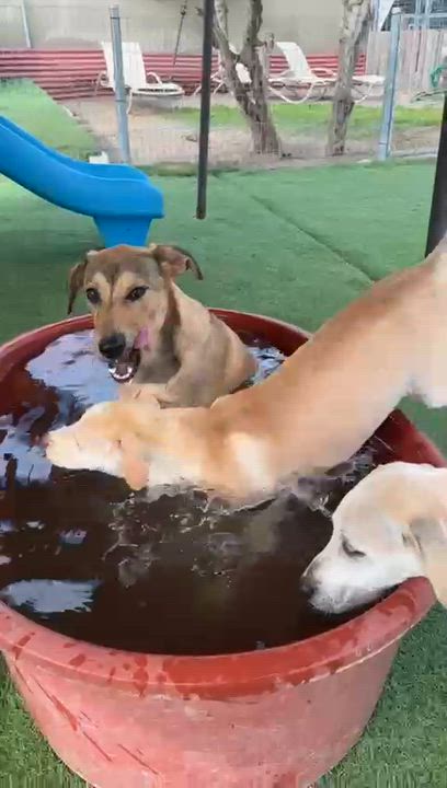 Enlarge Yogi, a Adoptable mixed breed in San Diego, CA video 2/6