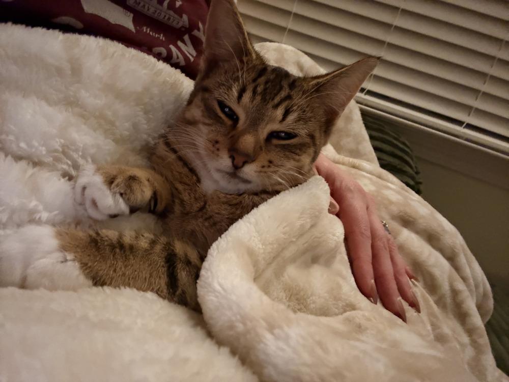 Sienna, Adoptable, Young Female Tabby & Domestic Short Hair.