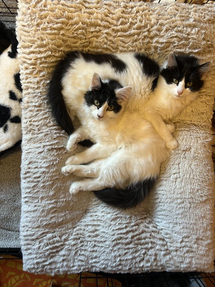 Olive (26-019 C), Adoptable, Young Female Domestic Long Hair.