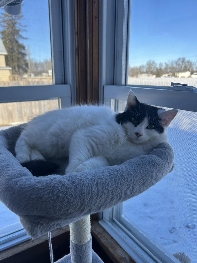 Enlarge Olive (26-019 C), a Adoptable Domestic Long Hair in Lansing, MI image 2/5