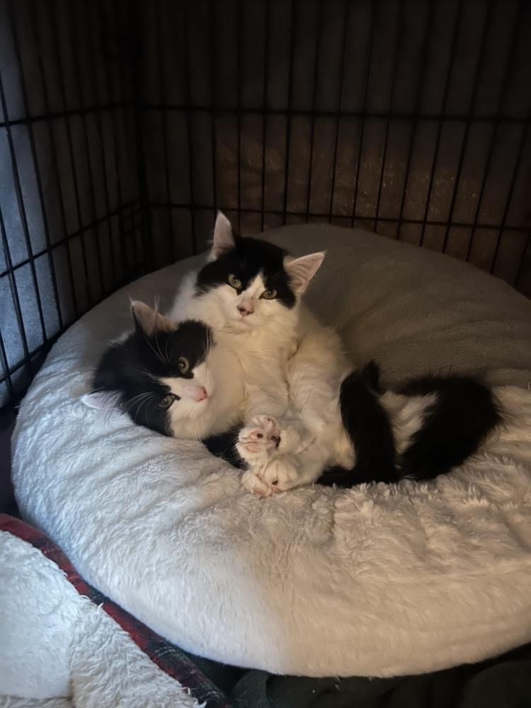 Enlarge Olive (26-019 C), a Adoptable Domestic Long Hair in Lansing, MI image 3/5