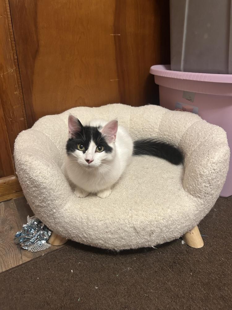 Enlarge Olive (26-019 C), a Adoptable Domestic Long Hair in Lansing, MI image 4/5