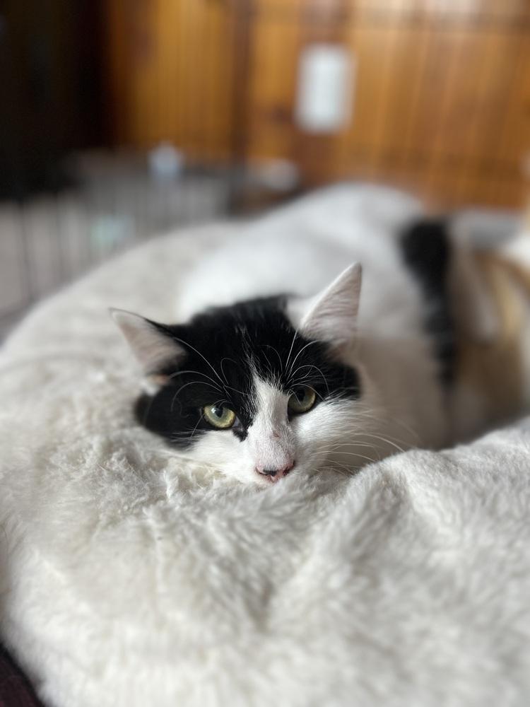 Enlarge Olive (26-019 C), a Adoptable Domestic Long Hair in Lansing, MI image 5/5