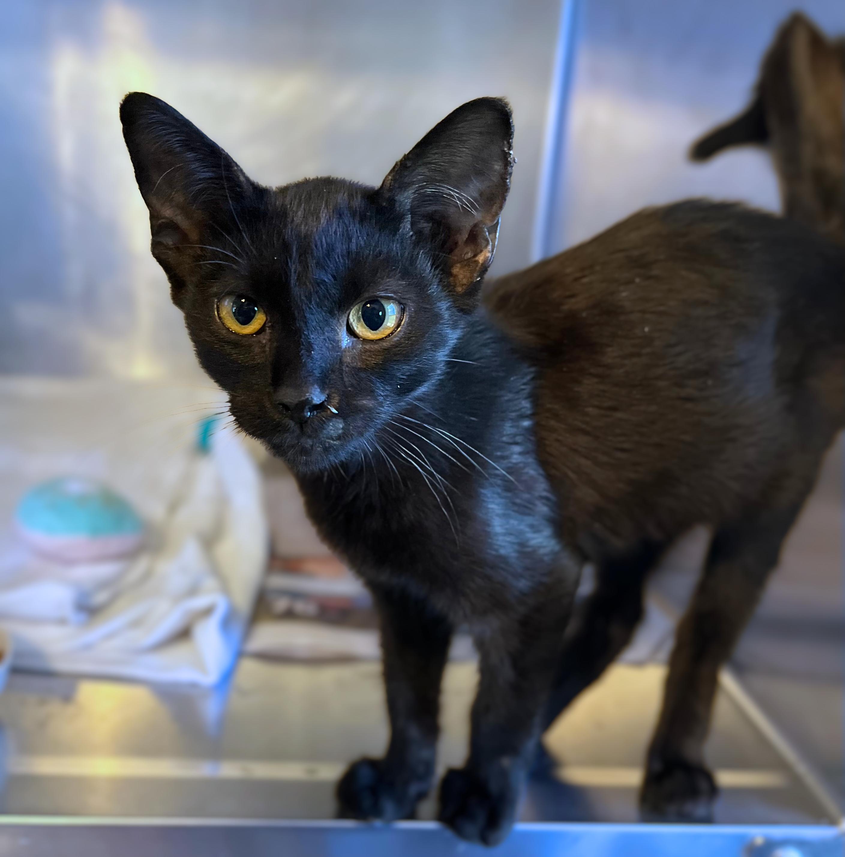 Loverboy, Adopted, Kitten Male Domestic Short Hair.