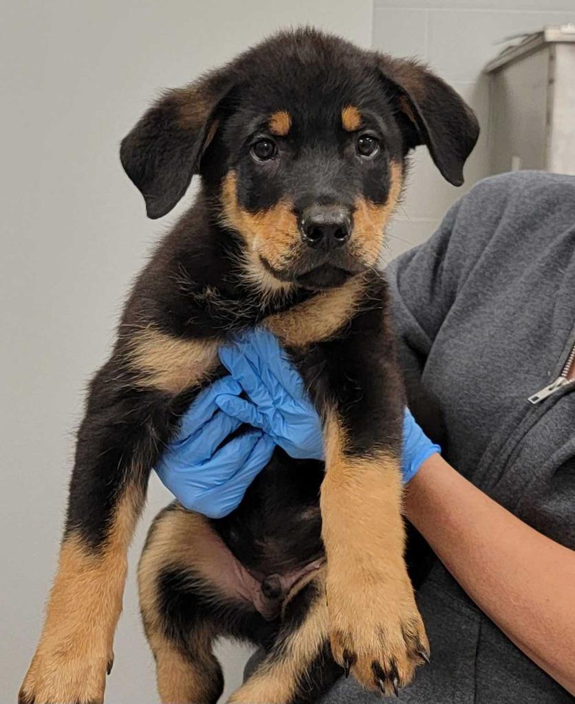 Vader, Adoptable, Puppy Male Rottweiler & Mixed Breed.