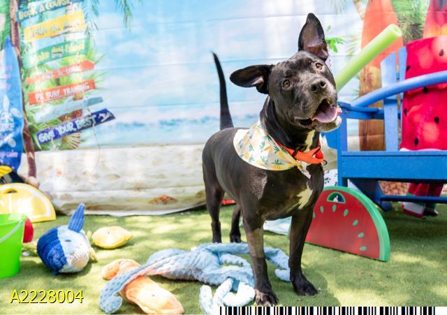 LOUIS, Adoptable, Adult Male Mixed Breed & Mixed Breed.