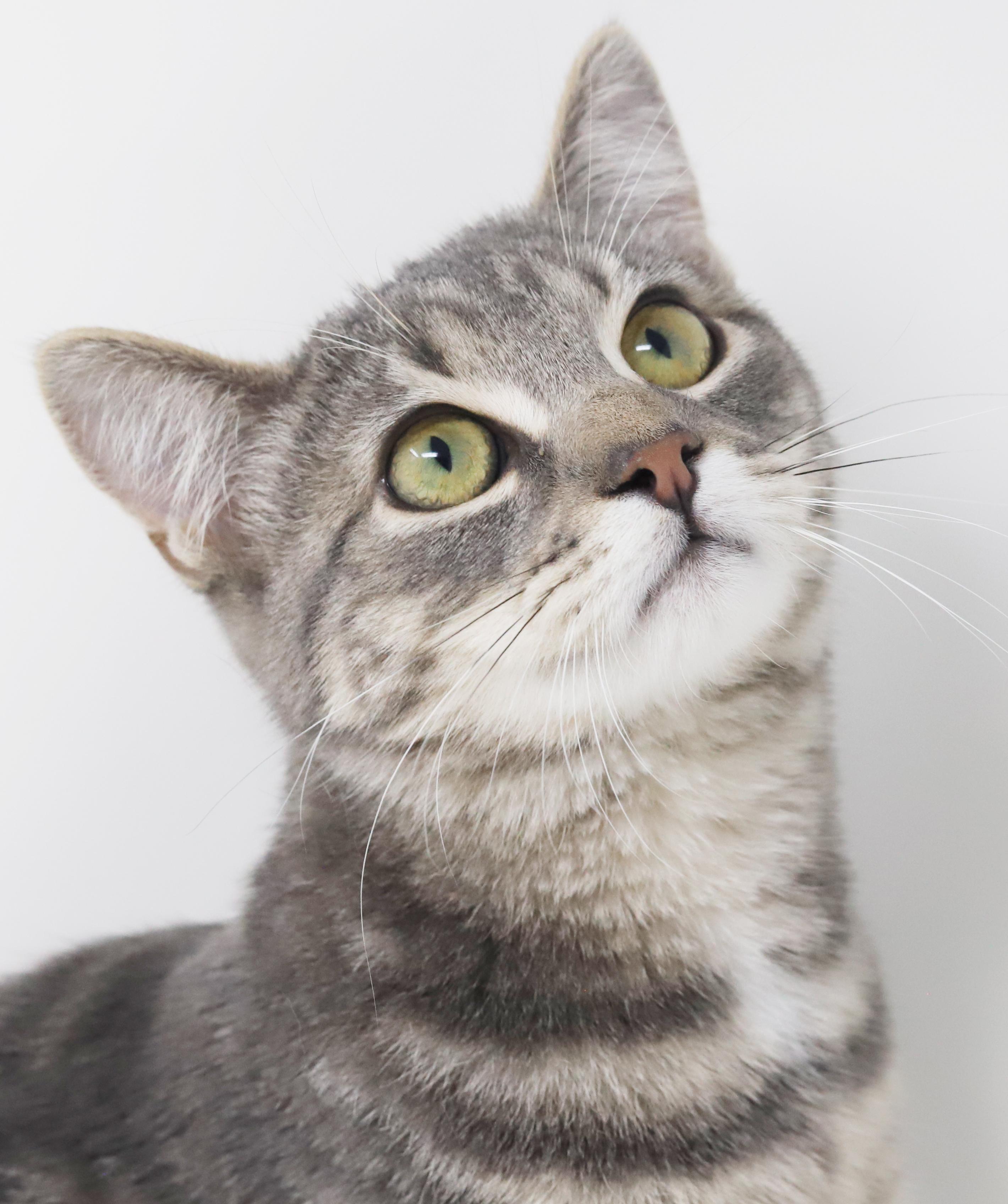 Enlarge Swordfish can't wait to be the love of your life!  GORGEOUS quiet boy!, a Adoptable mixed breed in Bedford Hills, NY image 4/6