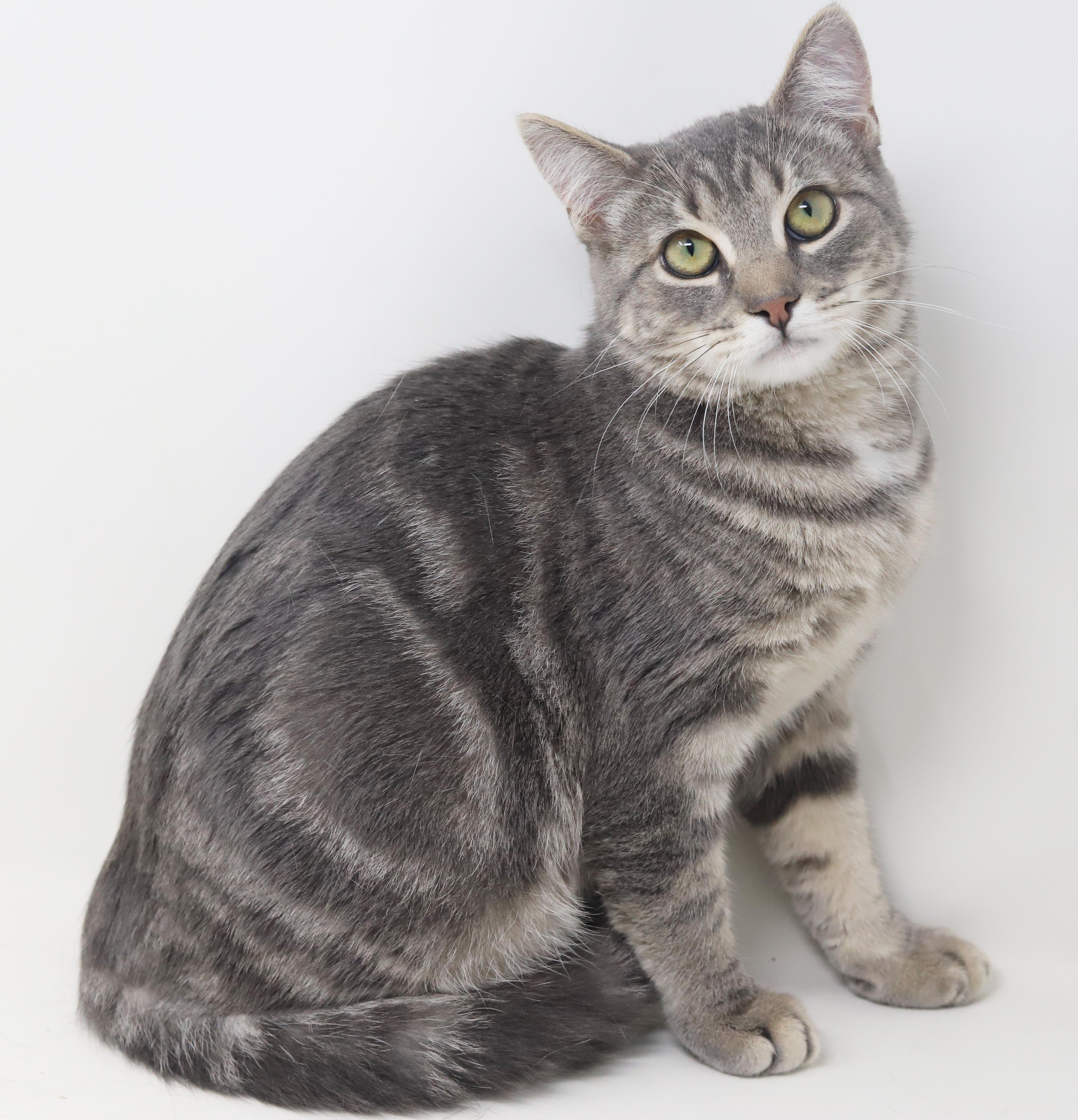 Enlarge Swordfish can't wait to be the love of your life!  GORGEOUS quiet boy!, a Adoptable mixed breed in Bedford Hills, NY image 2/6