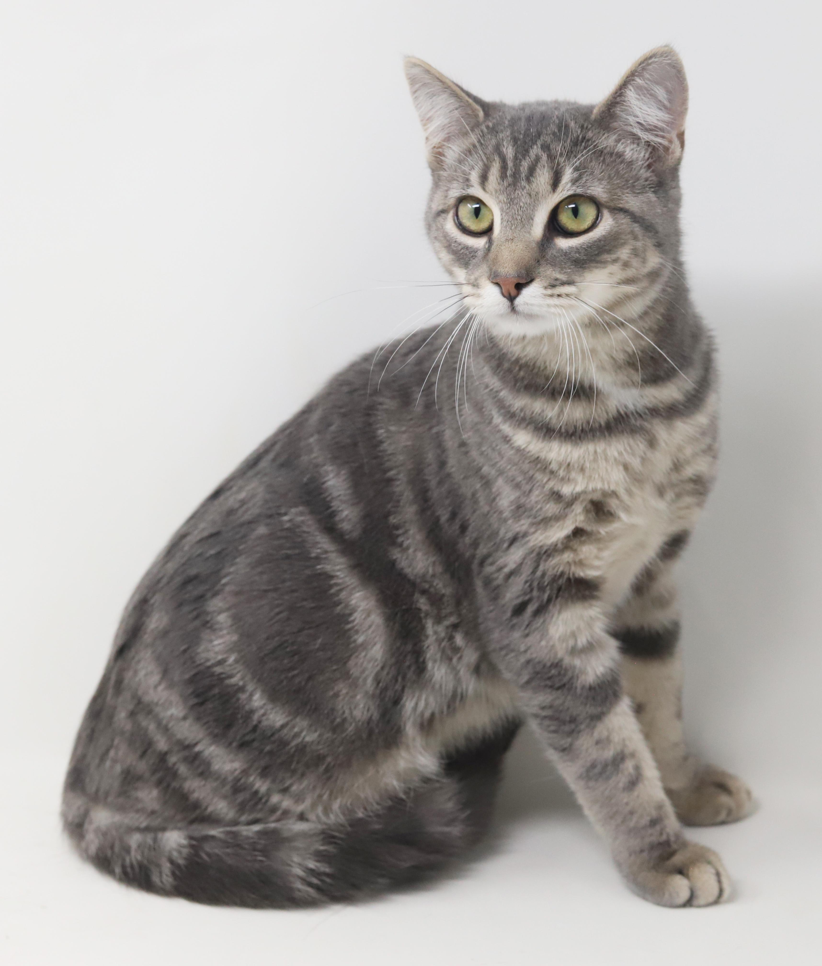 Enlarge Swordfish can't wait to be the love of your life!  GORGEOUS quiet boy!, a Adoptable mixed breed in Bedford Hills, NY image 5/6