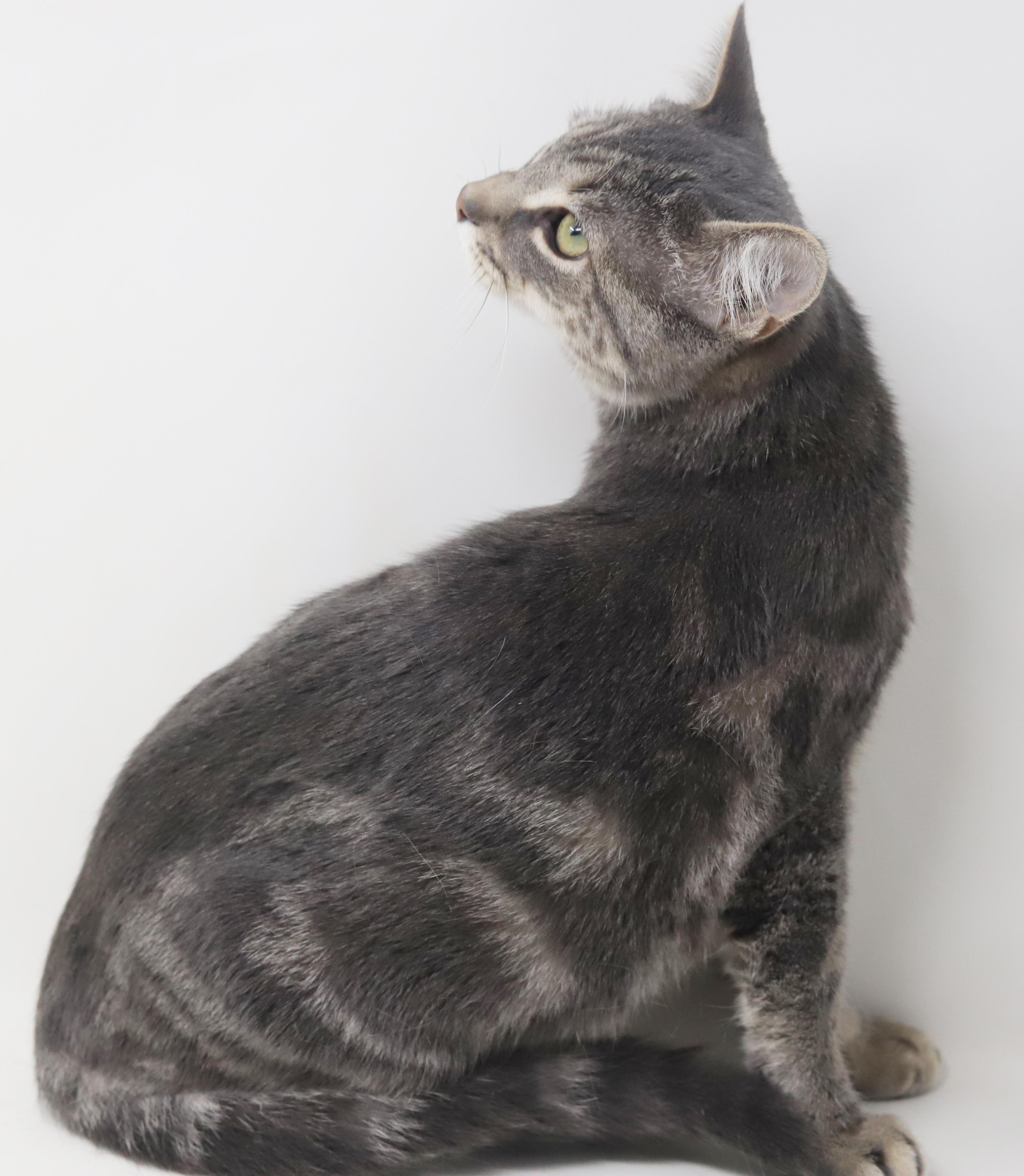 Enlarge Swordfish can't wait to be the love of your life!  GORGEOUS quiet boy!, a Adoptable mixed breed in Bedford Hills, NY image 3/6