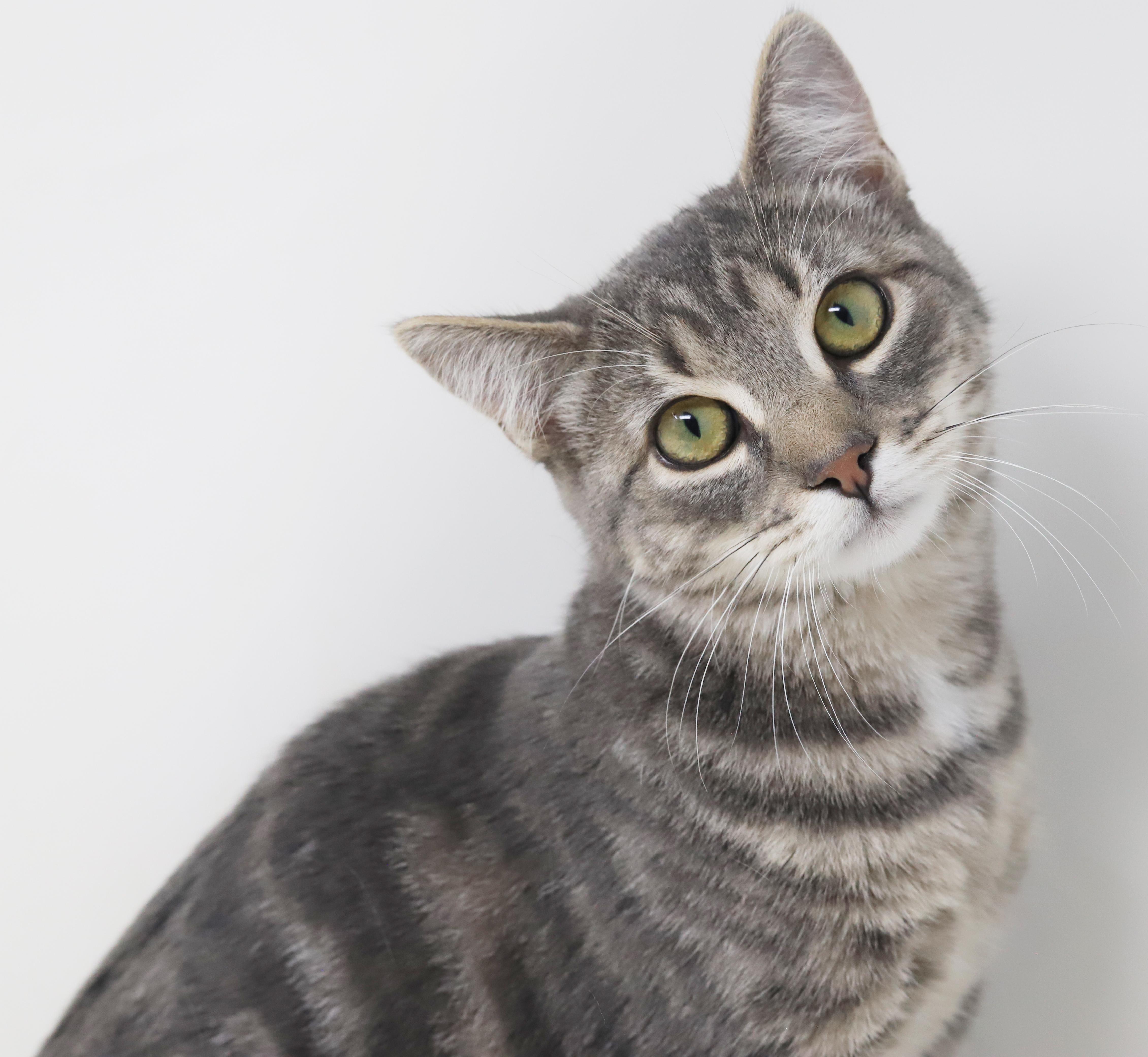 Enlarge Swordfish can't wait to be the love of your life!  GORGEOUS quiet boy!, a Adoptable mixed breed in Bedford Hills, NY image 6/6