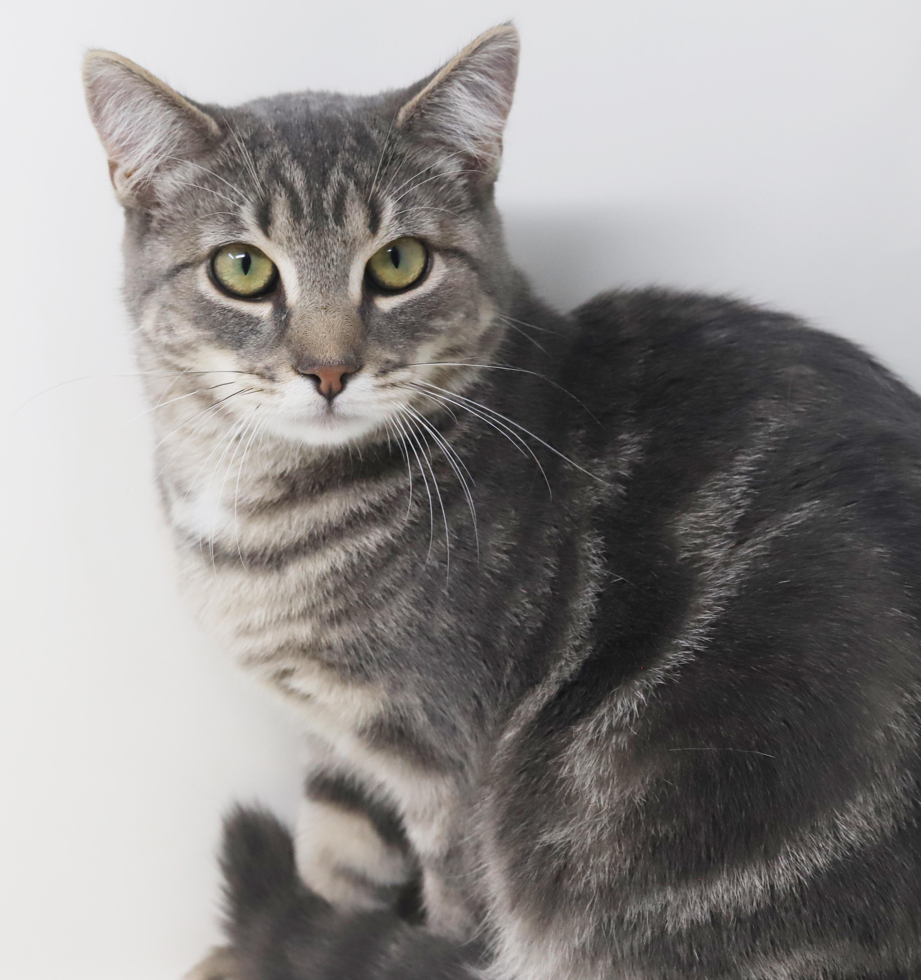 Enlarge Swordfish can't wait to be the love of your life!  GORGEOUS quiet boy!, a Adoptable mixed breed in Bedford Hills, NY image 1/6