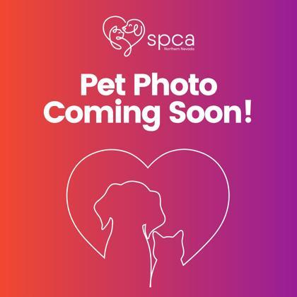 Enlarge Dasher, a Adoptable mixed breed in Reno, NV image 1/1