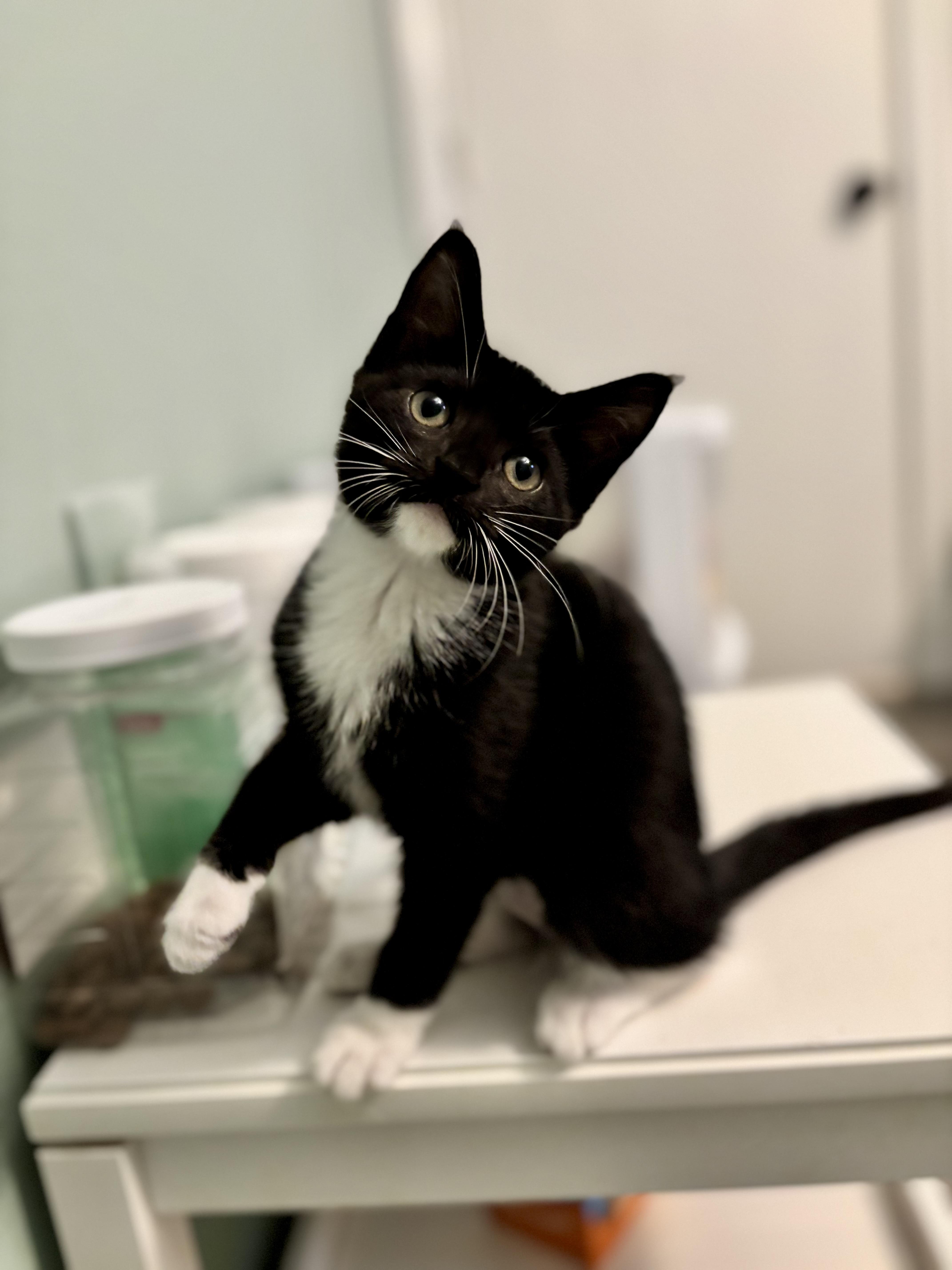 Enlarge FARREN - FUREVER DRESSED TO IMPRESS, a Adoptable Domestic Short Hair in Plano, TX image 2/5