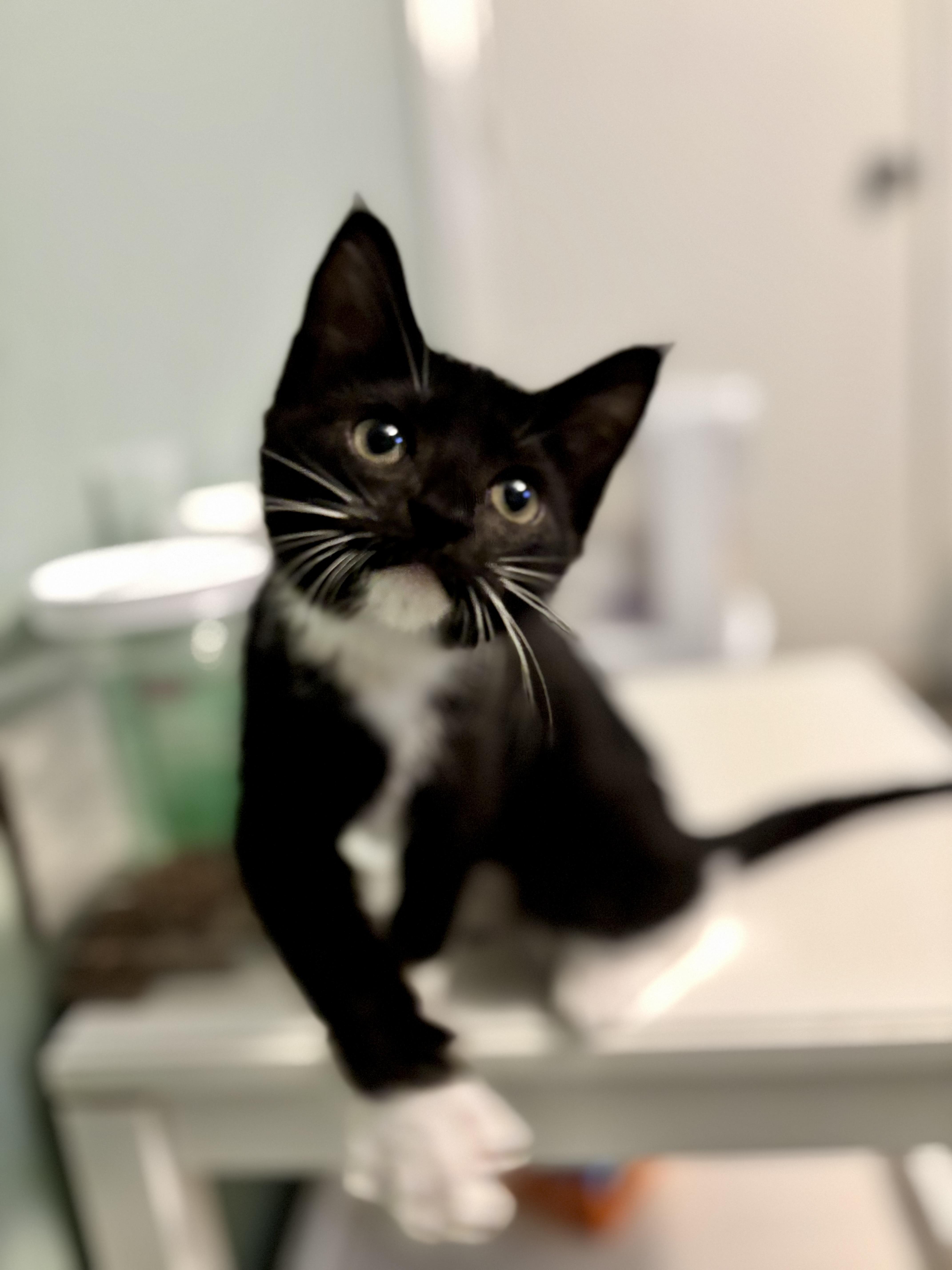 Enlarge FARREN - FUREVER DRESSED TO IMPRESS, a Adoptable Domestic Short Hair in Plano, TX image 3/5