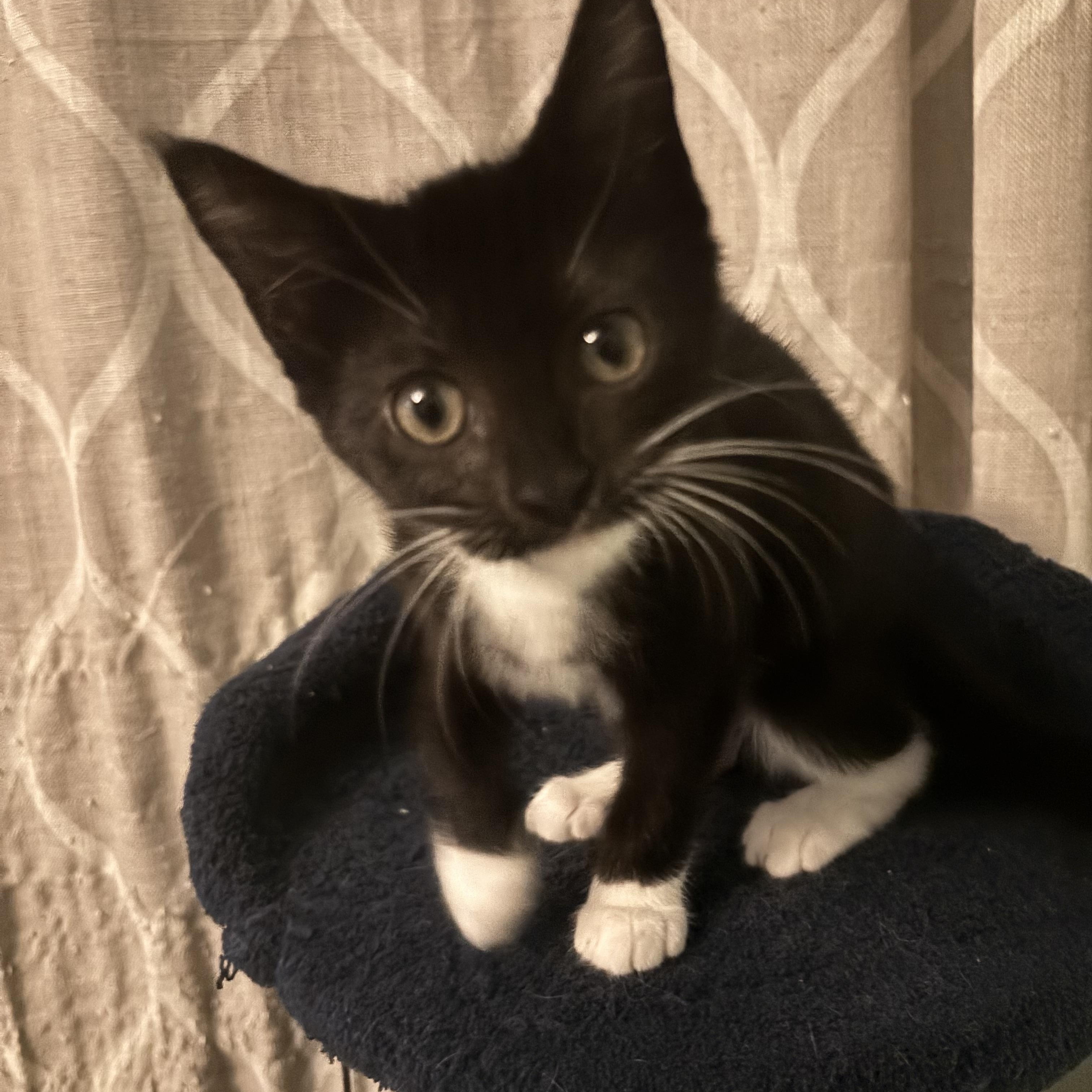 Enlarge FARREN - FUREVER DRESSED TO IMPRESS, a Adoptable Domestic Short Hair in Plano, TX image 4/5