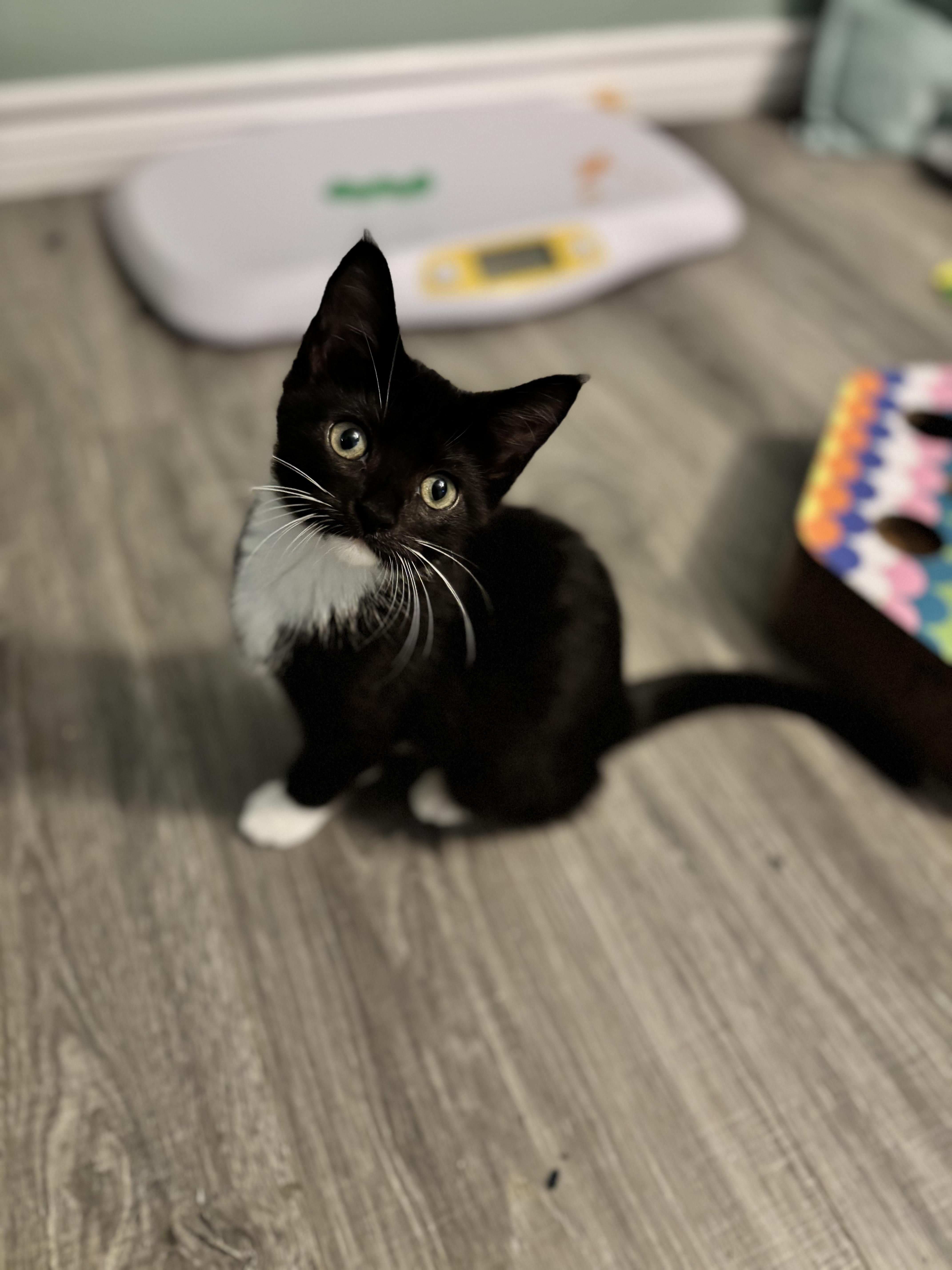 Enlarge FARREN - FUREVER DRESSED TO IMPRESS, a Adoptable Domestic Short Hair in Plano, TX image 5/5