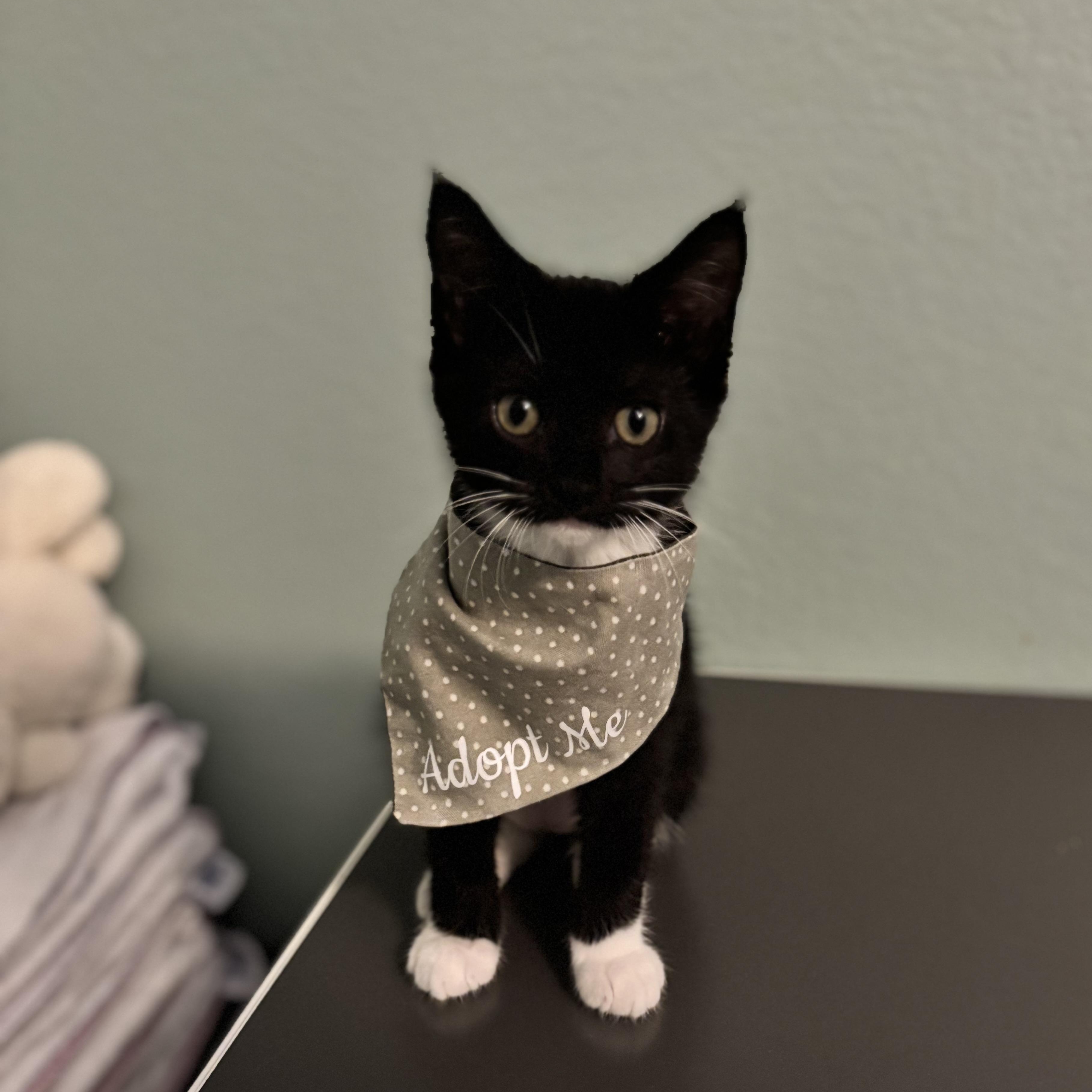 Enlarge FARREN - FUREVER DRESSED TO IMPRESS, a Adoptable Domestic Short Hair in Plano, TX image 1/5