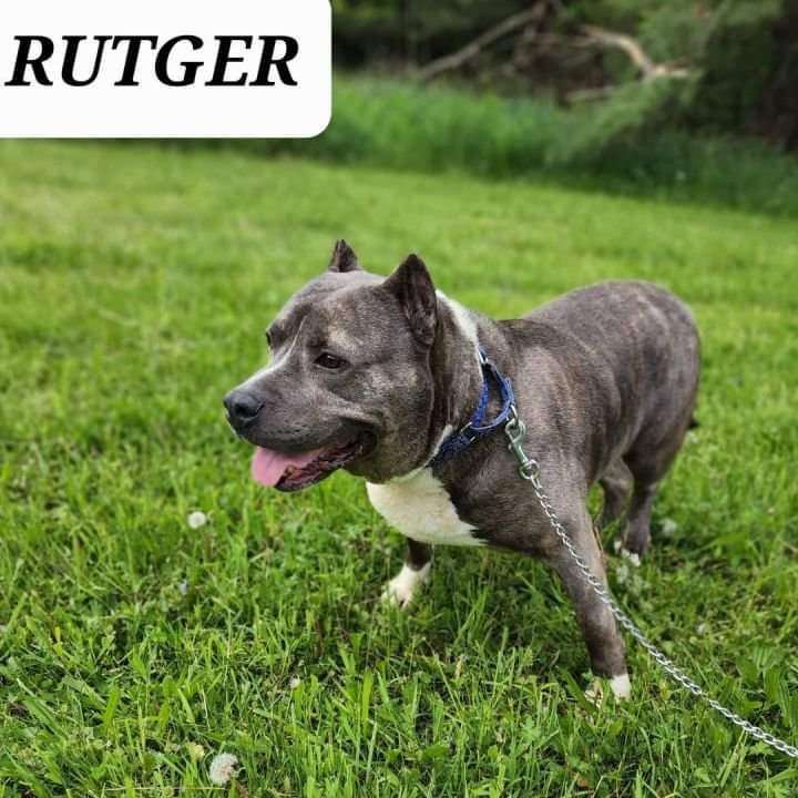 Rutger, Adoptable, Senior Male American Bully.