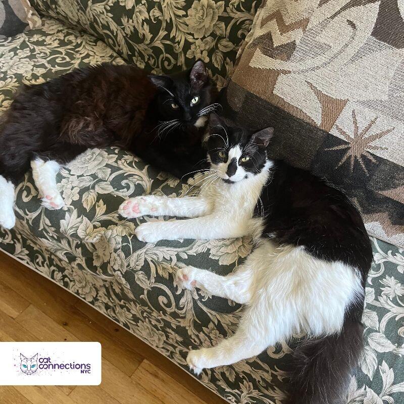 Chico, a Adoptable Domestic Long Hair in Astoria, NY image 1/4