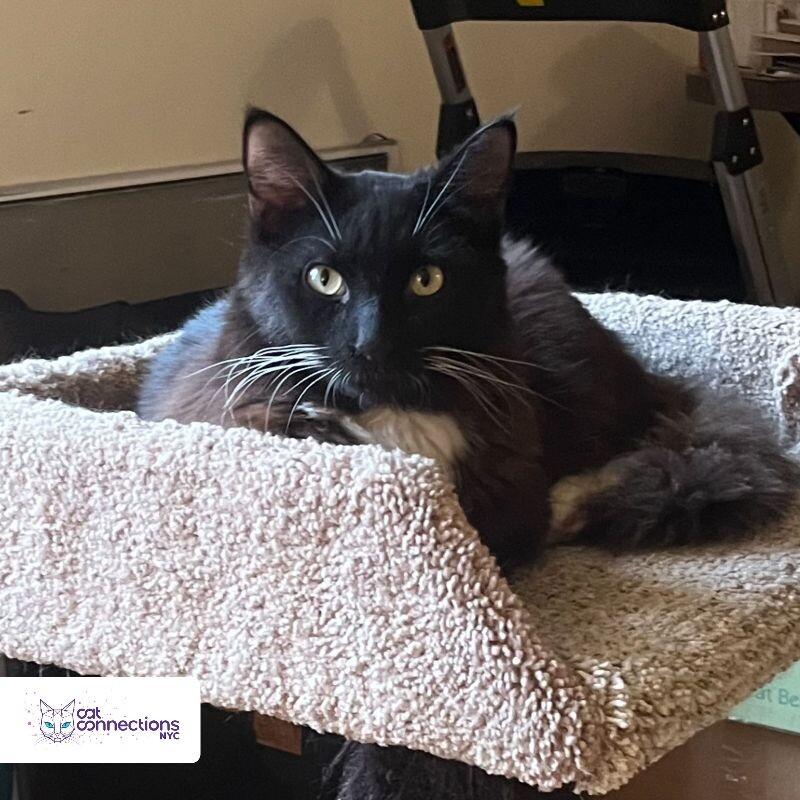 Chico, a Adoptable Domestic Long Hair in Astoria, NY image 2/4