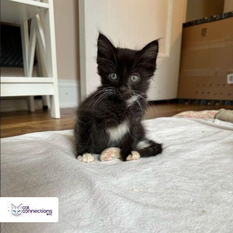 Chico, a Adoptable Domestic Long Hair in Astoria, NY image 4/4