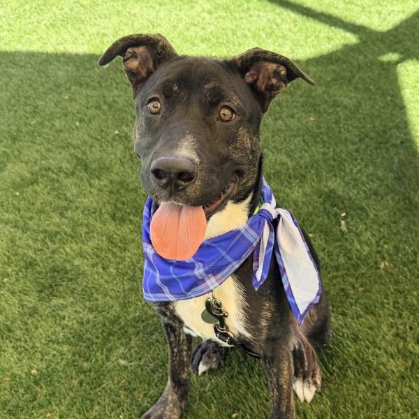 Sage, Adoptable, Young Male American Staffordshire Terrier.