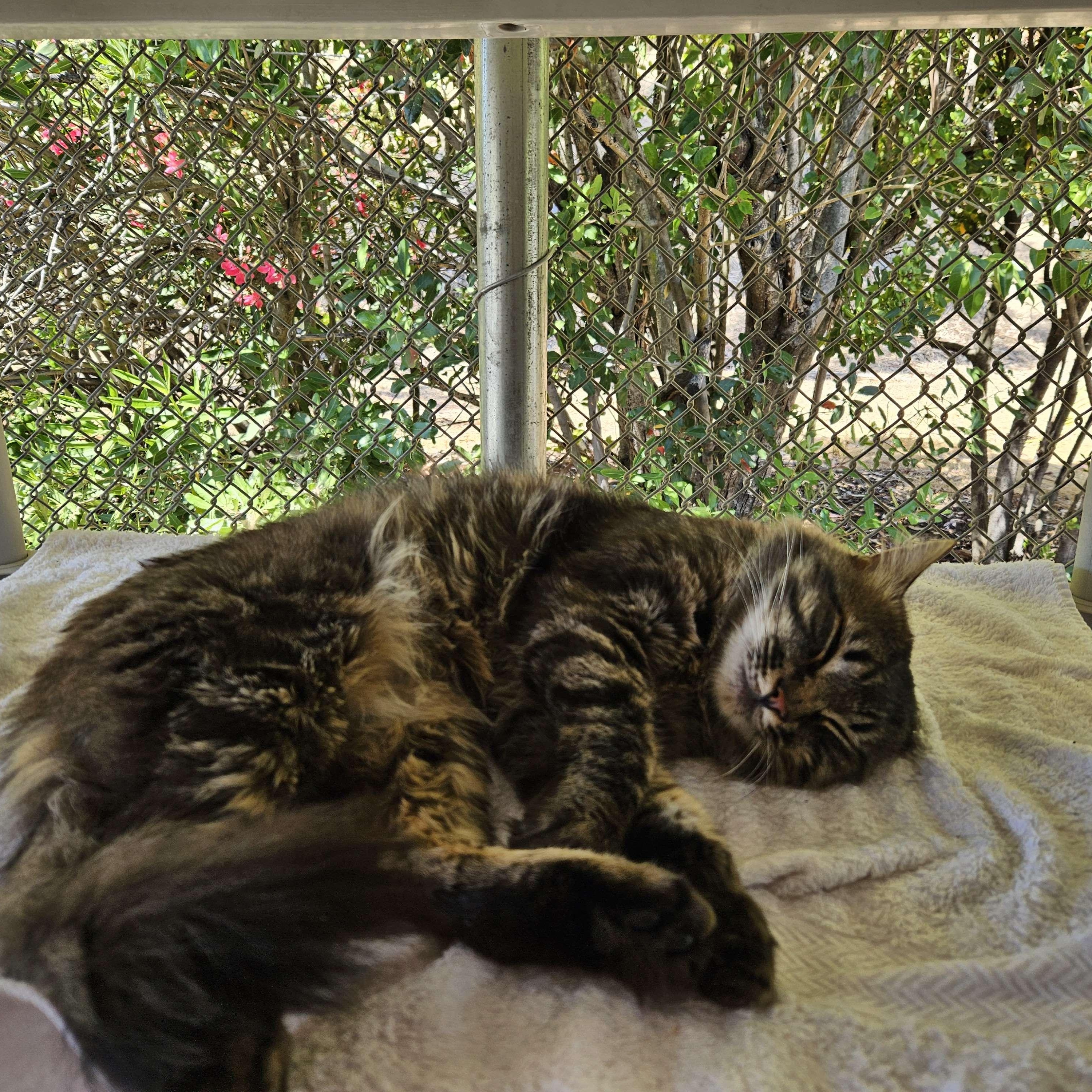Binx, an adoptable Domestic Medium Hair in San Luis Obispo, CA, 93405 | Photo Image 1