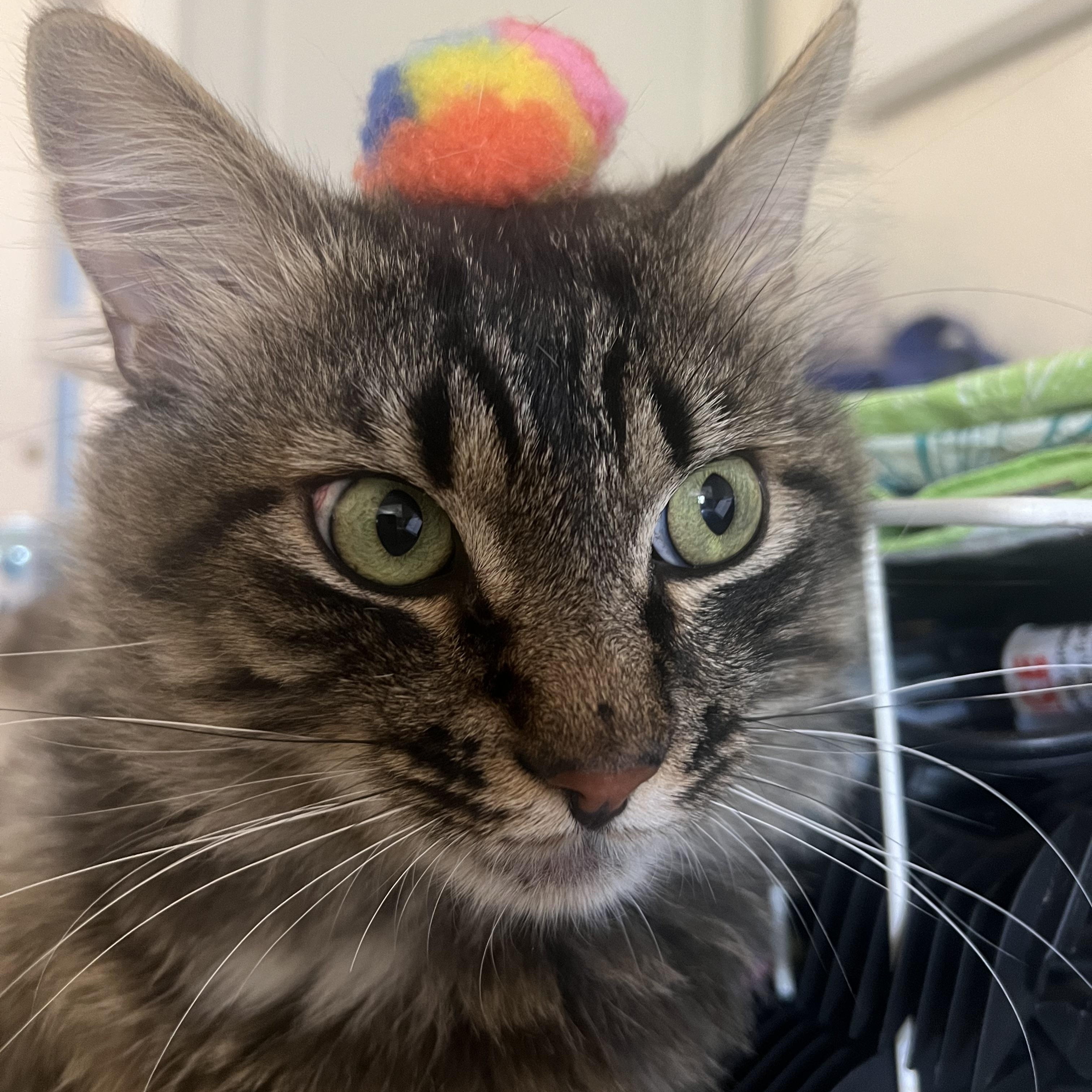 Binx, a Adoptable Domestic Medium Hair in San Luis Obispo, CA image 4/6