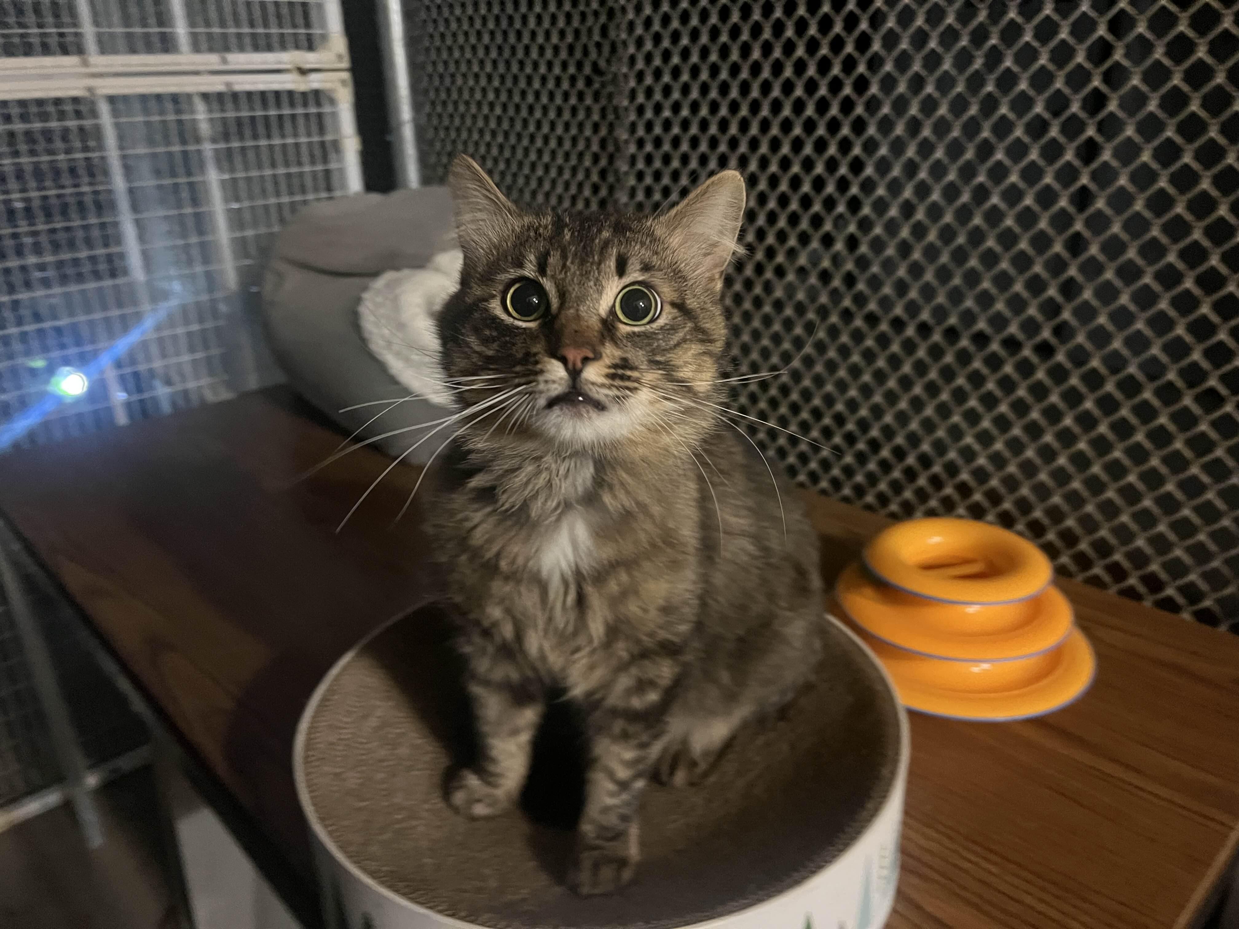 Binx, a Adoptable Domestic Medium Hair in San Luis Obispo, CA image 6/6