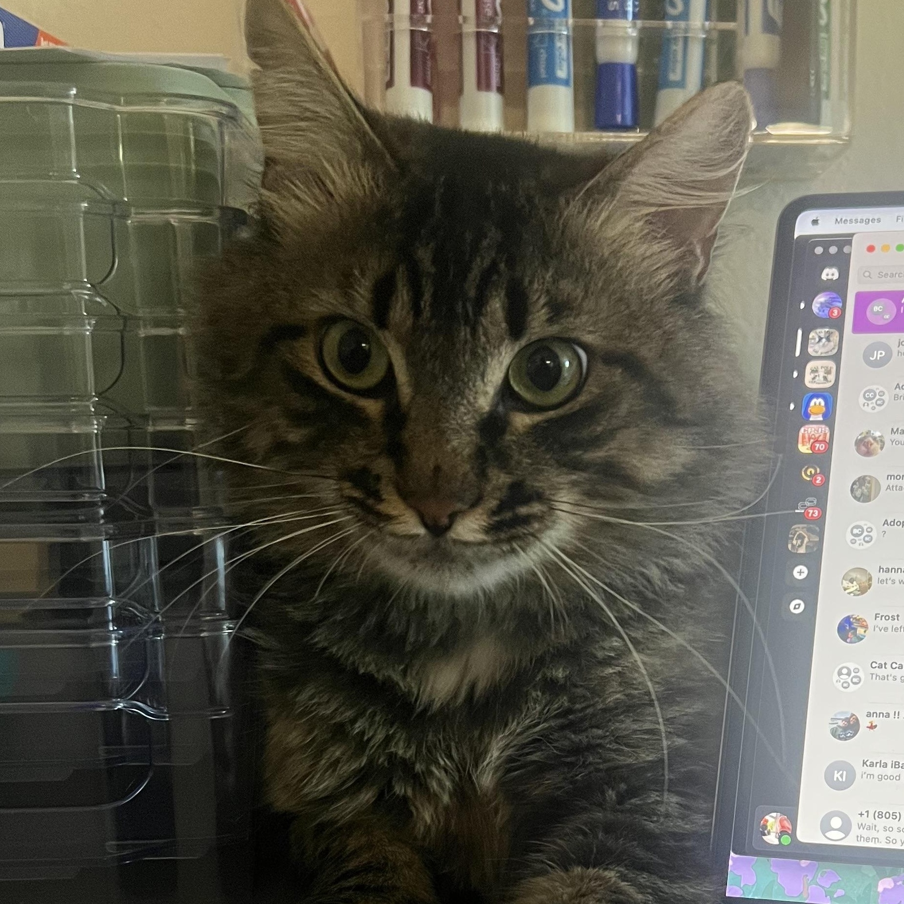 Binx, an adoptable Domestic Medium Hair in San Luis Obispo, CA, 93405 | Photo Image 3