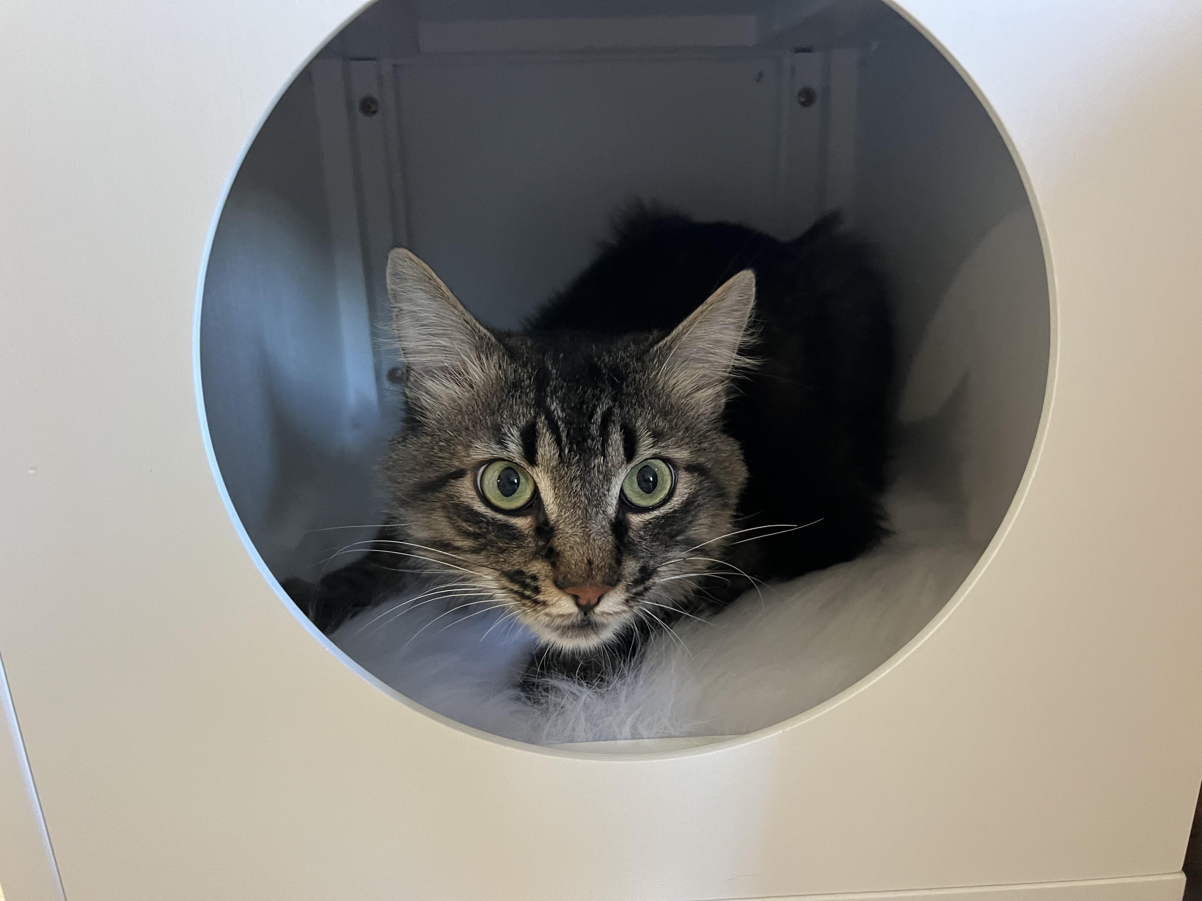 Email adoptionscpcpgmailcom if interested Binx is a very sweet and fluffy boy