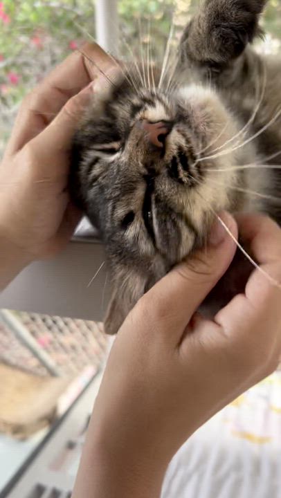 Enlarge Binx, a Adoptable Domestic Medium Hair in San Luis Obispo, CA video 2/6